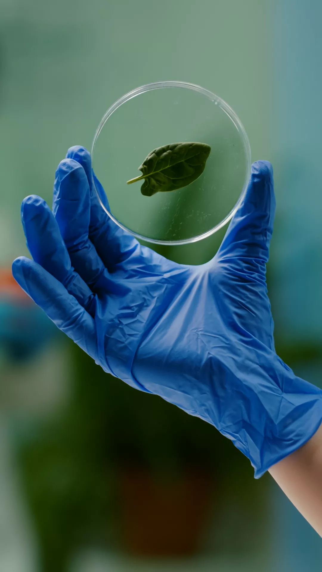 closeup-biologist-woman-hands-holding-medical-sample-green-leaf-discovering-genetic-mutation